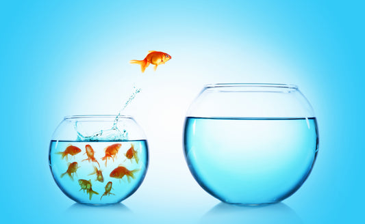 Teaching Your Goldfish Tricks: A Step-by-Step Guide